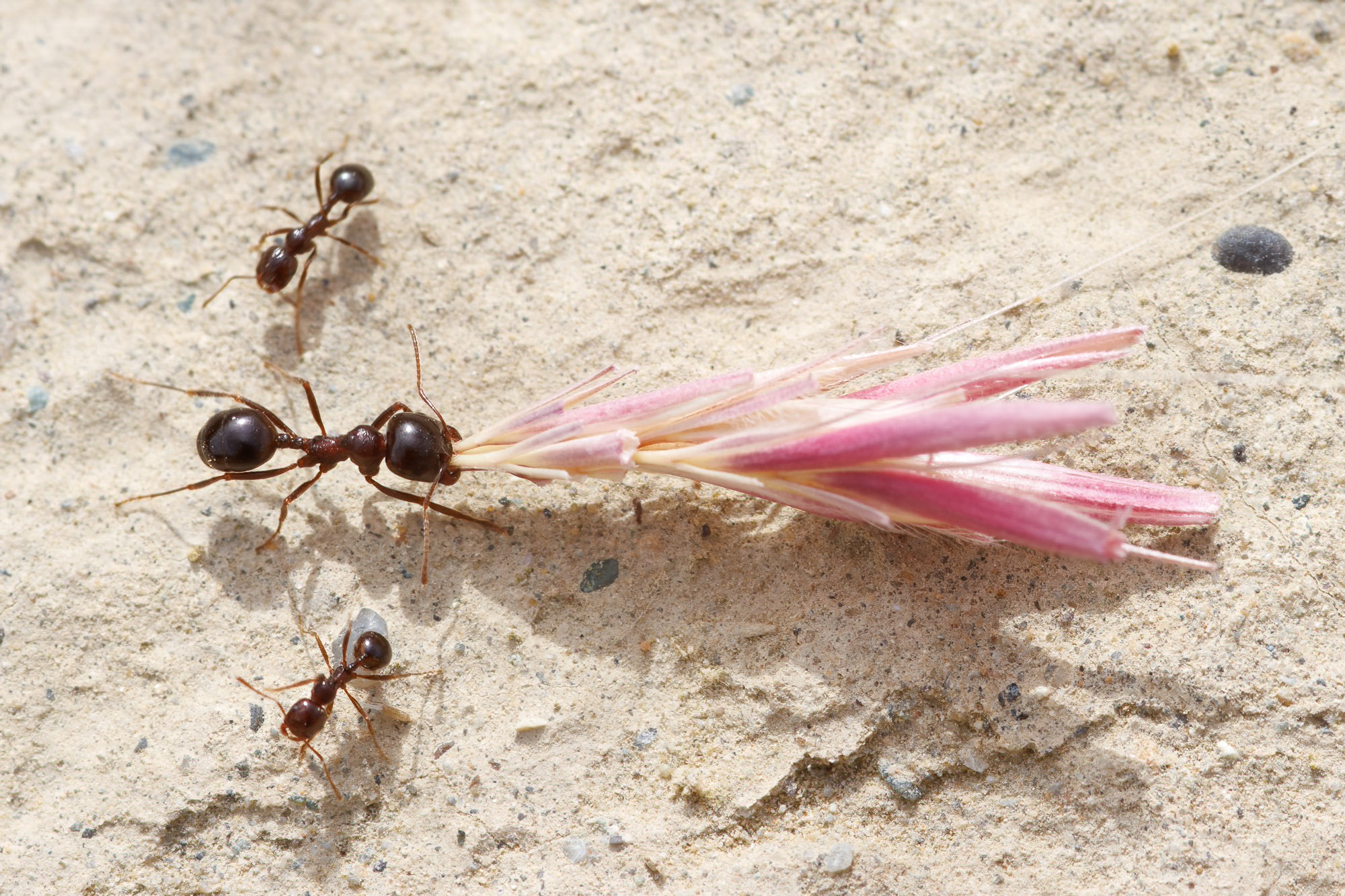 Messor sp